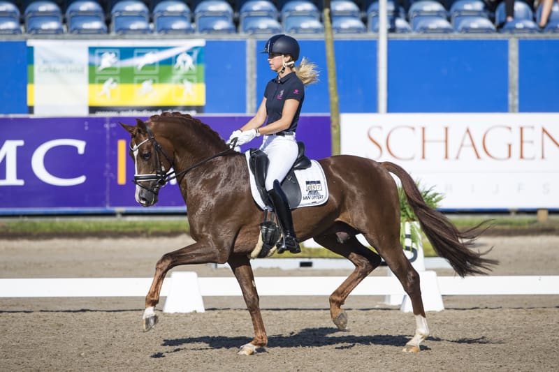 dressuur paard